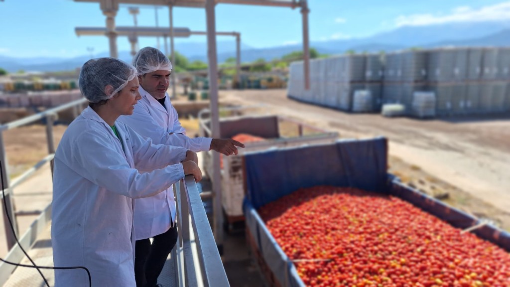 Agroandina estima llegar en 2024 a los 40 millones de kilos de tomates procesados