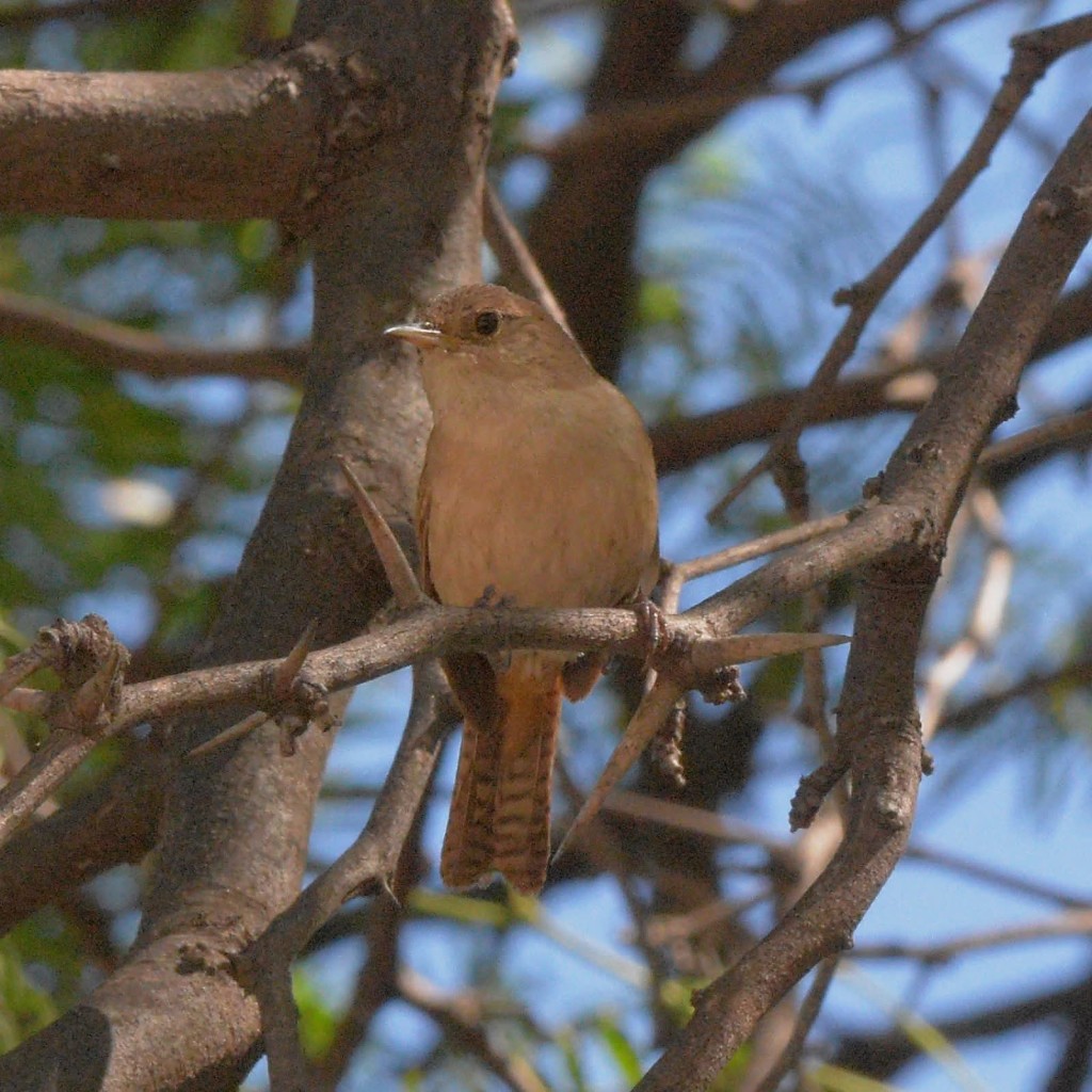 Invitan a participar de una salida de avistaje de aves en la Reserva Tak&uacute;