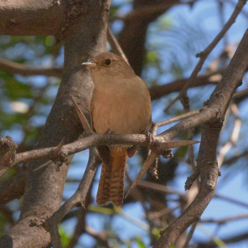 Invitan a participar de una salida de avistaje de aves en la Reserva Tak&uacute;